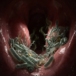 The bacteria