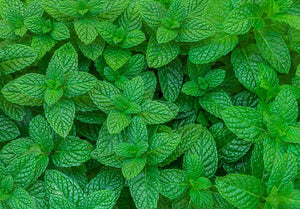Menthol and a Cooling Agent